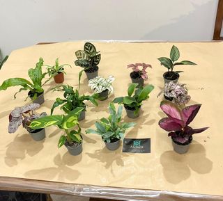 Piantine per Terrarium