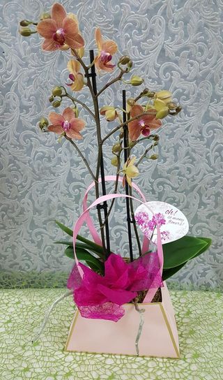 Orquídea "Tigre" em Bag