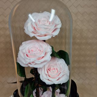 Stakleno zvono sa tri FOREVER XXL ruže