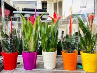 Bromelia