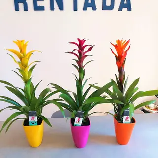 BROMELIA