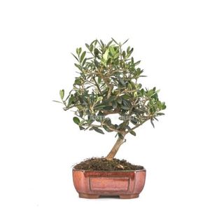Bonsái Olivo 8 Años
