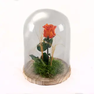 Rosa Naranja Eterna