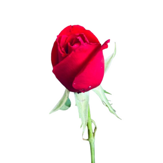 Rose (Qualité Standard)