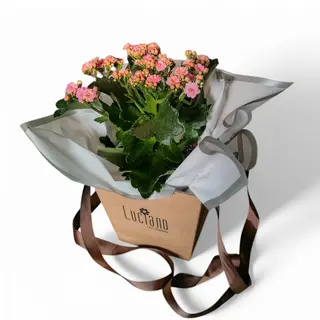 Planta Kalanchoe 