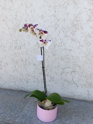 Orhidee Phalaenopsis in cutie cadou