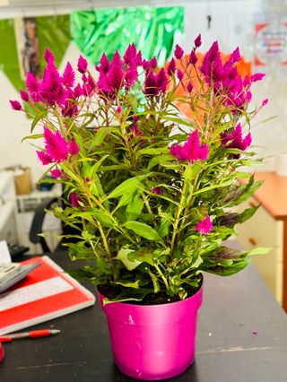 Pianta celosia