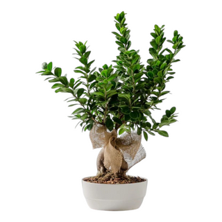 Bonsai Ginseng