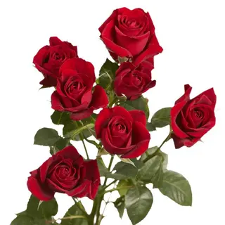 RED  Spray 