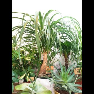 Nolina-Slonovo stopalo