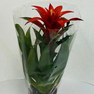 Guzmania 