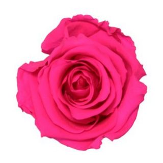 Rosa preservada fucsia