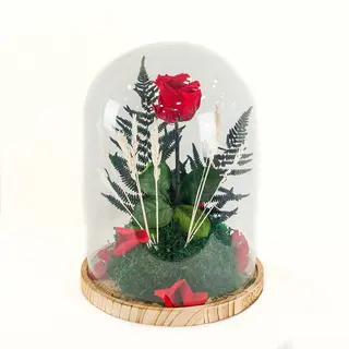 Rosa Roja Eterna