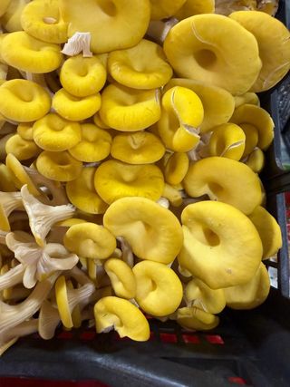 Cornucopia 250 g