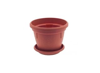 Саксия, кафява, Ф17