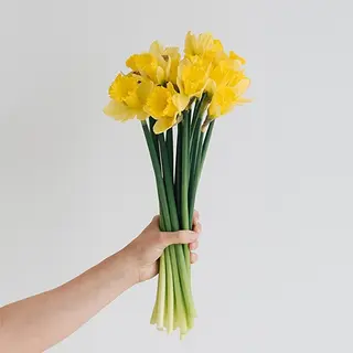 Ramo de 25 narcisos amarillos