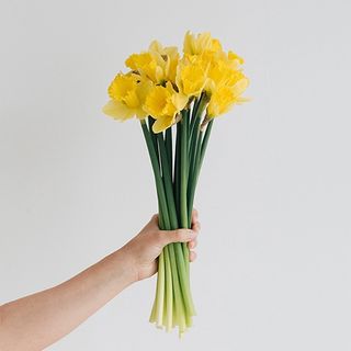 Ramo de 25 narcisos amarillos