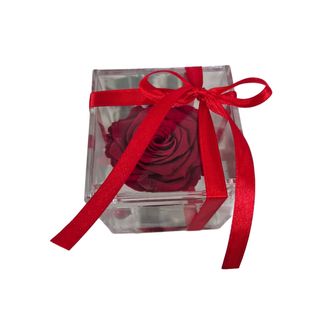 Rosa rossa stabilizzata 