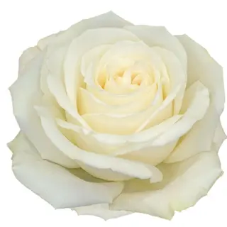 tallo rosa Blanca fresca