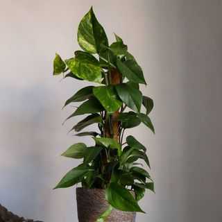 Епіпремнум в*юнкий