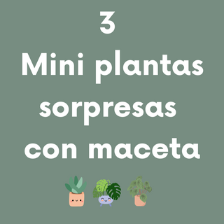 3 Mini Planta Sorpresa