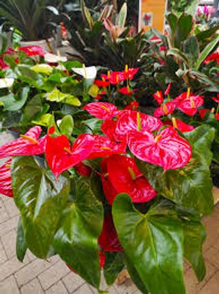 Anthurium grande