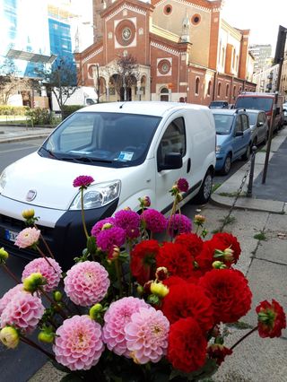 10 pezzi  Dahlia misto
