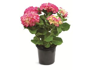 Хортензия, Розова, голяма