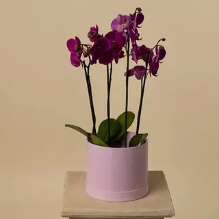 Orquídea morada premium 4 tallos