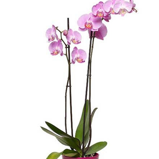 Orquidea rosa.