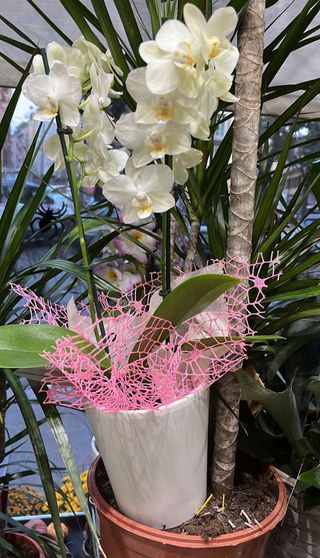 Pianta a sorpresa con vaso di ceramica