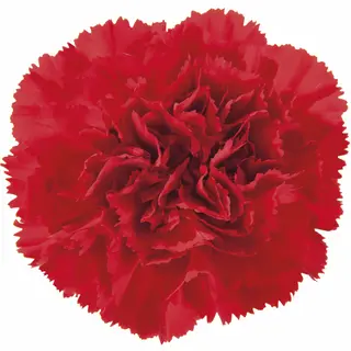  Clavel Rojo Flor Suelta (Por unidad/No es un ramo/No bouquet) 