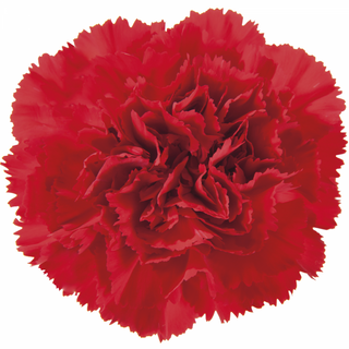  Clavel Rojo Flor Suelta (Por unidad/No es un ramo/No bouquet) 