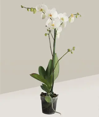 Orquídea Fucsia