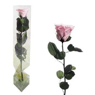 Rosa Eterna Rosa Tallo Largo