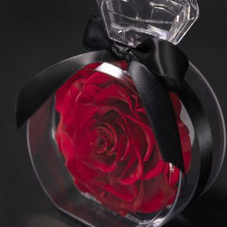 Jewel red rose