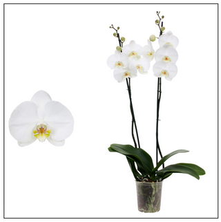 Orquídea Blanca