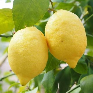Limoni 1 kg