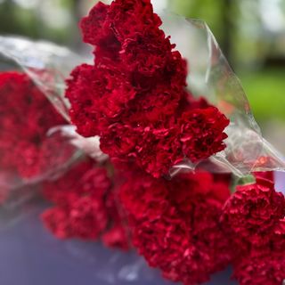 Гвоздика Червона 