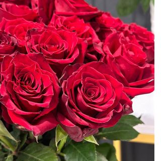 Троянда "Explorer" 80 см