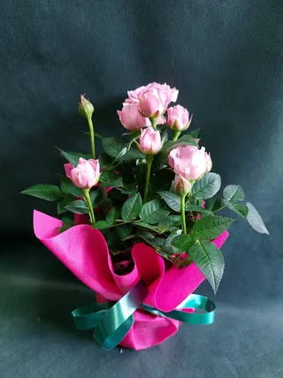 Мини роза (1бр)