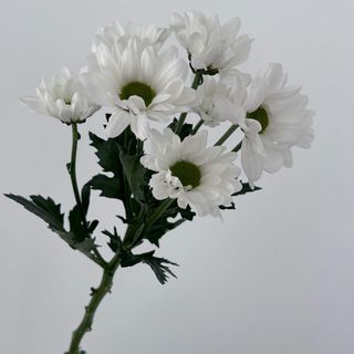 Хризантема "Біла ромашка", 1 шт