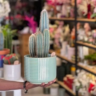 Cactus avec pot 