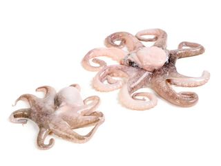 Восьминіг бейбі (100g)