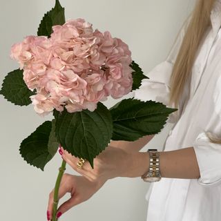 Гортензія рожева, 1 шт