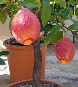 Limone rossa