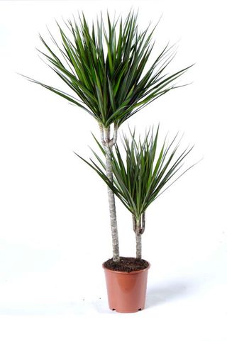 Dracena Marginata