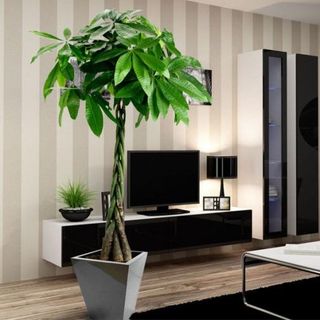 Pachira di grandi dimensioni con vaso di ceramica