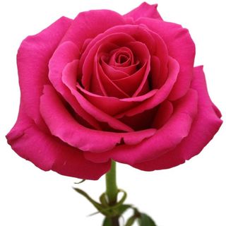 Trandafir Roz Inchis