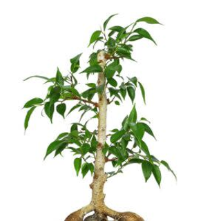 Bonsai